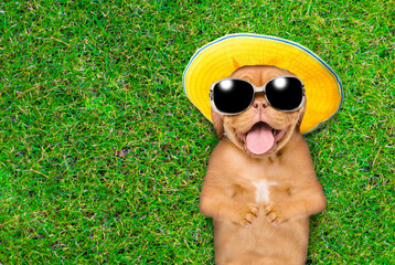 Joyful Mastiff puppy wearing summer hat and sunglasses lies on its back on summer green grass. Top...