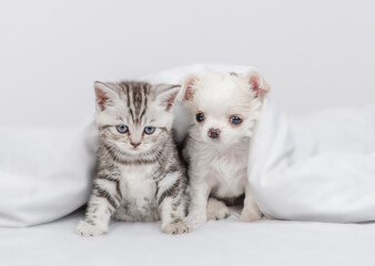 Fototapeta na wymiar Chihuahua puppy and tabby kitten lying together under white warm blanket on a bed at home