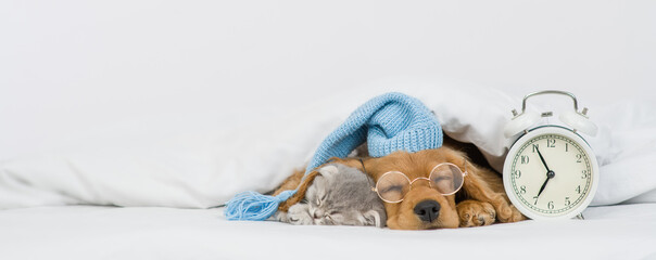 English Cocker spaniel puppy wearing eyeglasses and warm hat hugs gray kitten. Pets sleep together...