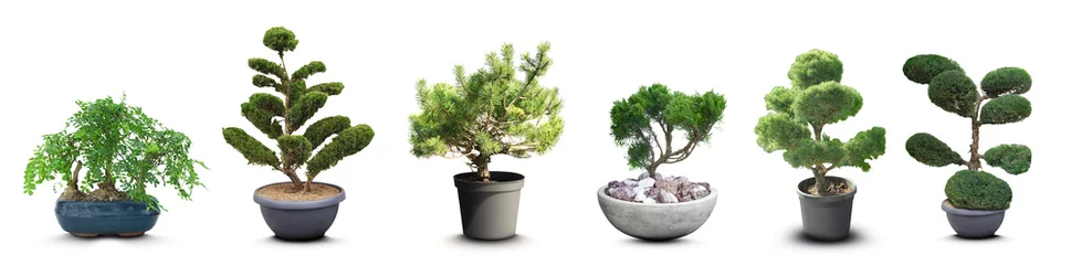 Fotobehang Bonsai Set with different beautiful bonsai trees on white background. Banner design  © New Africa