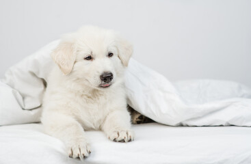 Swiss shepherd puppy lying  under white warm blanket on a bed at home