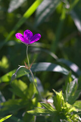 delicate flowers in the thick green grass