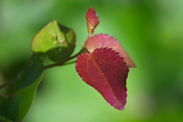 A thin twig with small red leaves 