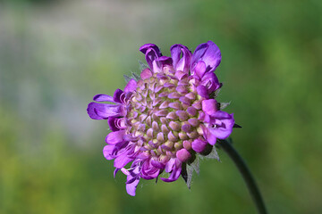 Close-up of a flower on a summer morning