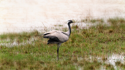 Fototapeta premium Crane in the swamp