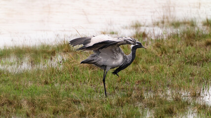Crane in the swamp. flapping wings
