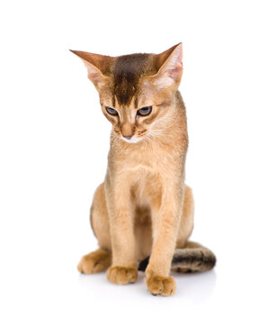 Young abyssinian young cat sits in front view and looks down. Isolated on white background