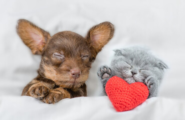 Kitten and dachshund puppy sleep together under a white blanket on a bed at home. Kitten holds a...