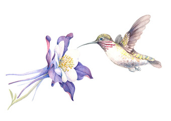 watercolour image of a hummingbird and  a purple aquilegia flower © Olga