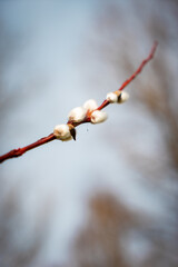 Tree branch with flowers starting to spring