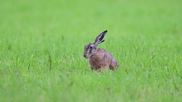 Brown hare searchs food on the meadow, summer, (lepus capensis), germany