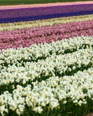 Schilderijen op glas field of colourful flowers © MARALD