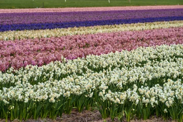 Gordijnen field of colourful flowers © MARALD