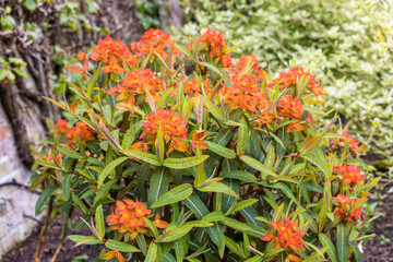 Orange flowering Euphorbia also commonly known as Splurge, perennial plant in a garden.