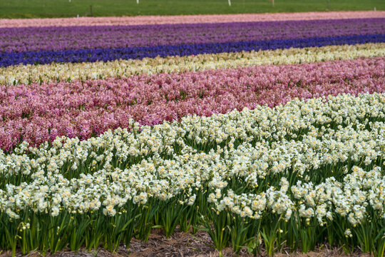 field of colourful flowers