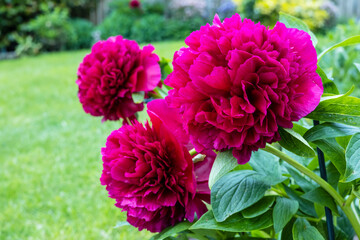 Trio of big fluffy deep red colour peony flowers in a garden.