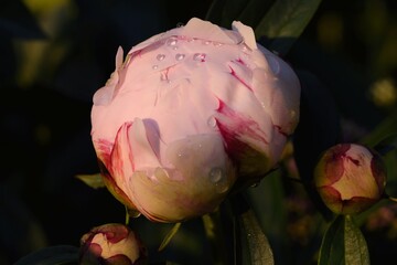 Paeonia lactiflora 'Sarah Bernhardt' flower buds in water drops.