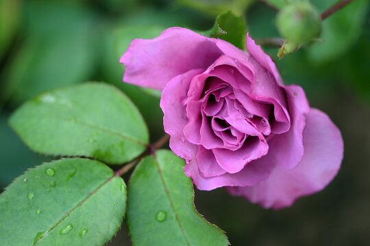 Rose "Deutsche Welle" flower bud, cluster rose with purple flower.