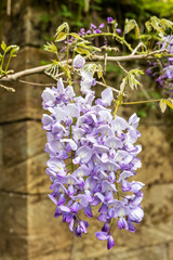 Delicate clusters of purple Wisteria sinensis flowers hanging by the stone wall.