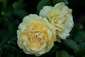 Anisade roses blooming in summer