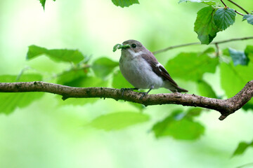 Pied flycatcher, Ficedula hypoleuca