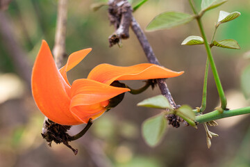 red poppy flower