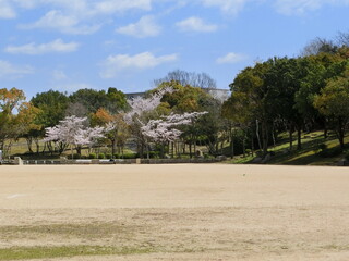 満開の桜が咲く春の日本の公園のグラウンド