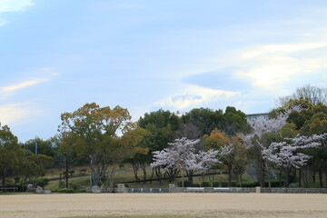 満開の桜が咲く春の日本の公園のグラウンド