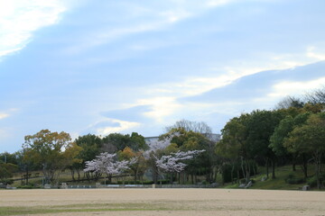 満開の桜が咲く春の日本の公園のグラウンド