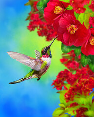 Fototapeta premium Summer, spring bright sunny background, a hummingbird bird flies, branches of a tree blooming with red, pink, white, tropical flowers, sky