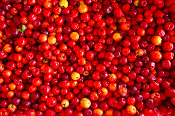 Close up of beautiful fresh Acerola cherry fruits, Malpighia emarginata. The acerola juice contains 40 to 80 times more vitamin 