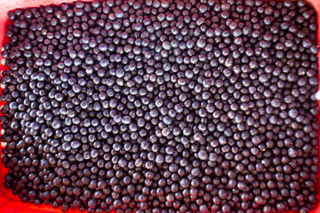 Closeup of fresh acai berry fruits in an industry farm in the amazon rainforest. Concept of food,...