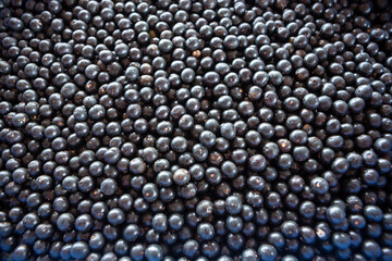 Closeup of fresh acai berry fruits in amazon rainforest, Brazil. Selective focus. Concept of food, ecology, environment, vitamin, healthy, biodiversity, background, pattern.