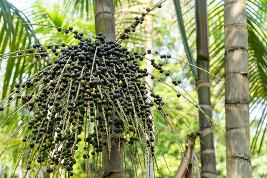 Closeup of fresh acai berry fruit bunch at farm in amazon rainforest, Brazil. Selective focus. Concept of food, ecology, environment, vitamin, healthy, biodiversity, agriculture, harvest.