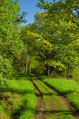 Fototapeta na wymiar Dirt road in a green forest