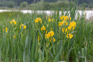 Iris pseudacorus, the yellow flag, yellow iris, or water flag, is a species of flowering plant in the family Iridaceae.