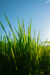 Close up shot of a green lush grass