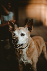 A dog with different colored eyes