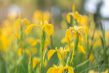 Iris pseudacorus, the yellow flag, yellow iris, or water flag, is a species of flowering plant in the family Iridaceae.