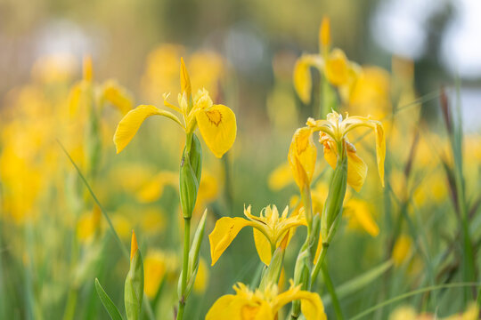 Iris pseudacorus, the yellow flag, yellow iris, or water flag, is a species of flowering plant in the family Iridaceae.