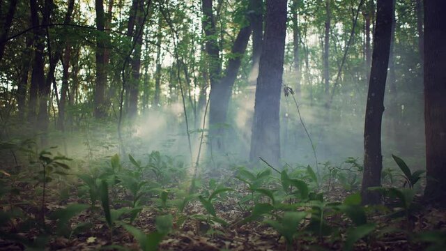 Mystical forest with fog. The morning sun breaks through the foliage with rays