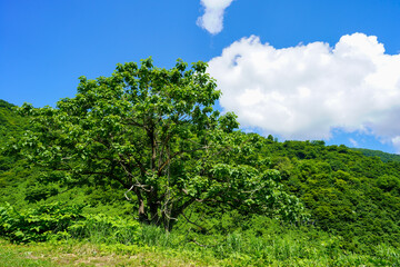 Naklejka premium 真っ青な空に浮かぶ白い雲。大きな木と新緑の山