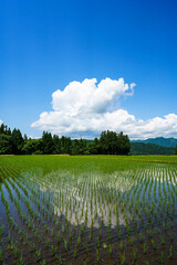 Fototapeta na wymiar 青空と白い雲が印象的な米処新潟の初夏の田園風景