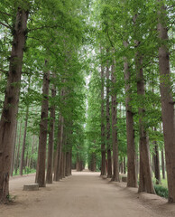 high trees in the park and the path toward further away