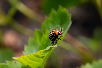 Colorado potato beetle sitting on strawberry bushes and eating strawberry leaves