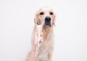 golden retriever eats melted ice cream in a cone. female hand holds ice cream for a dog.