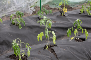 Freshly planted tomato sprouts on black spunbond in a closed greenhouse