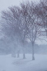Fototapeta premium Winter scene of leafless trees in Hokkaido Japan.
