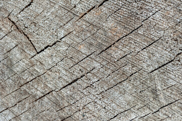 Background from wood texture. Old wood gray 