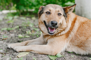 Light brown outbred large dog. The dog is resting in the garden with an open muzzle. Close-up....